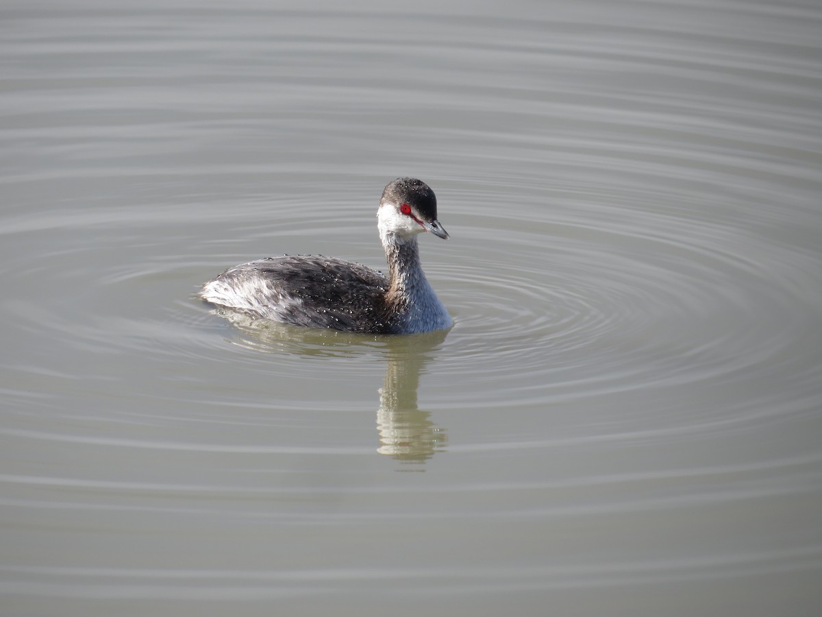 Horned Grebe - Pam Otley