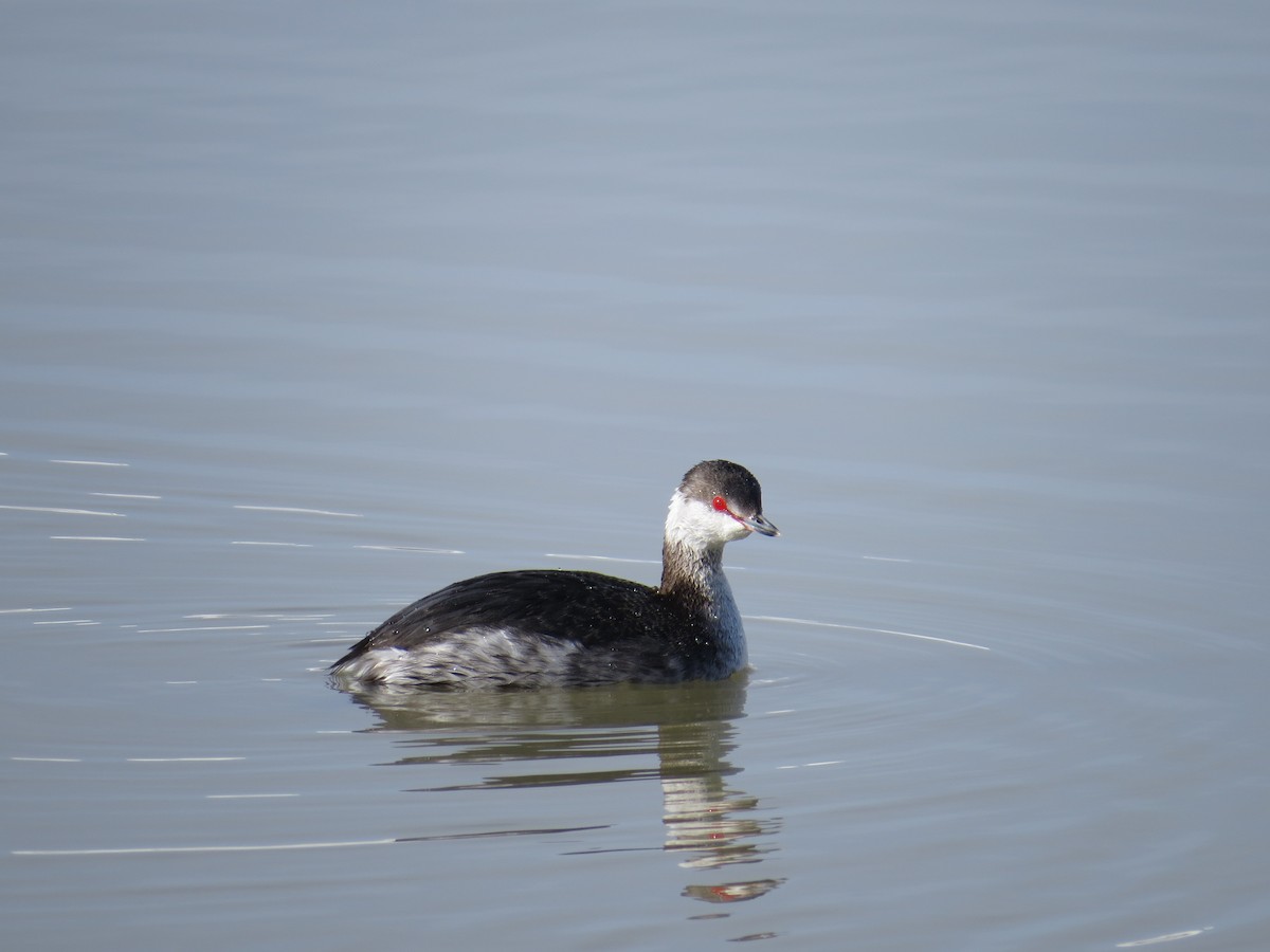 Horned Grebe - ML148376071