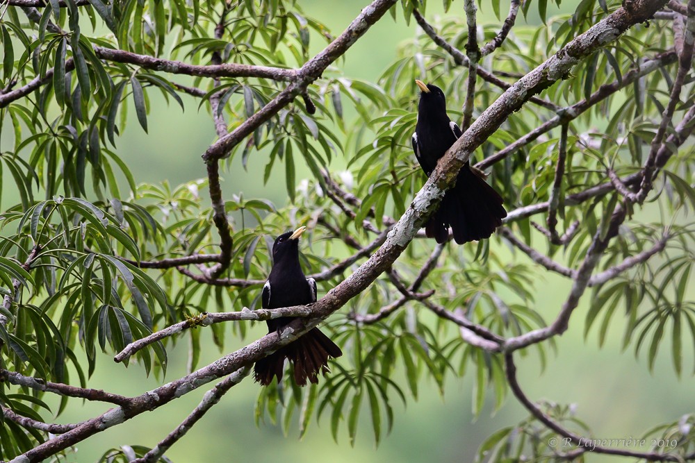 Yellow-billed Nunbird - ML148377041