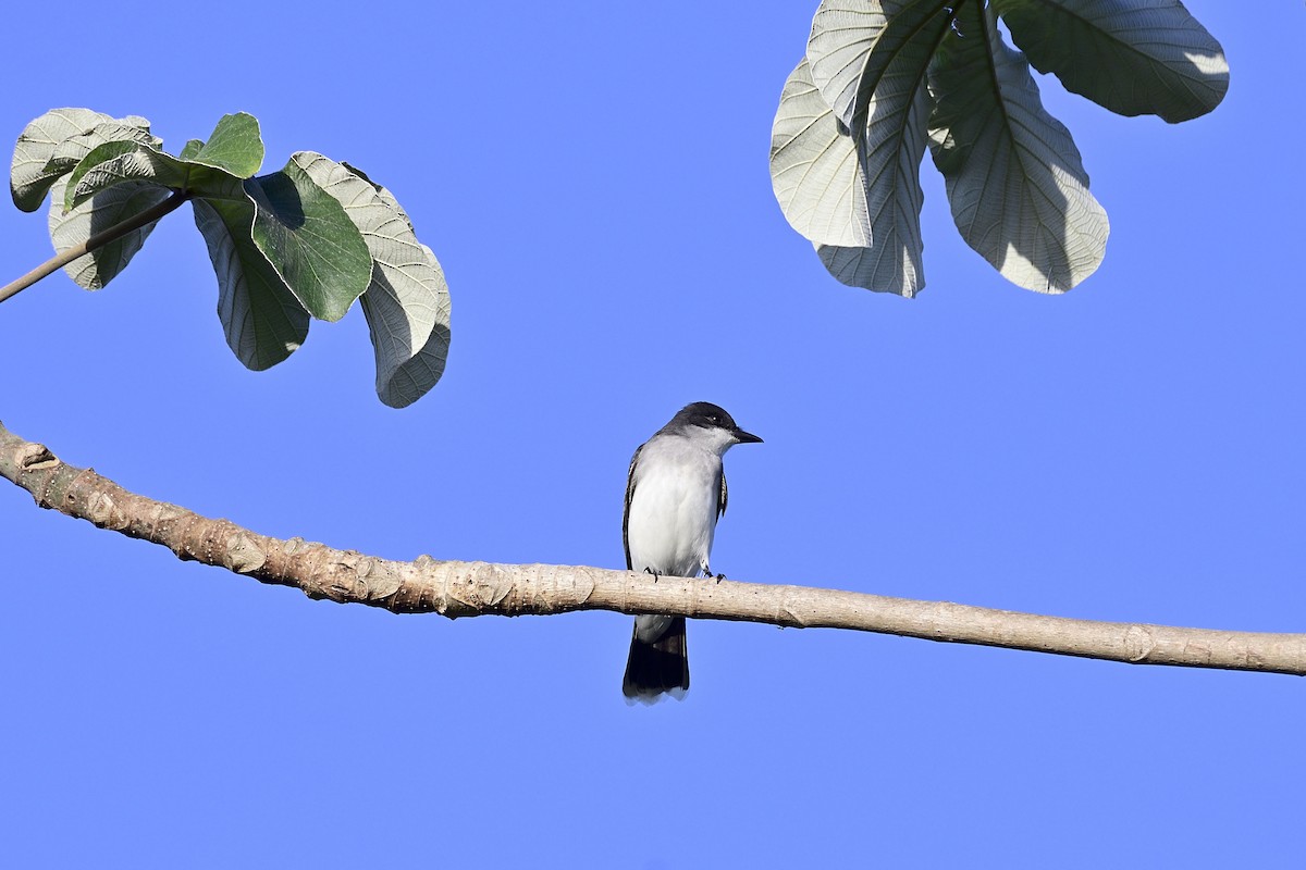 Eastern Kingbird - ML148377461