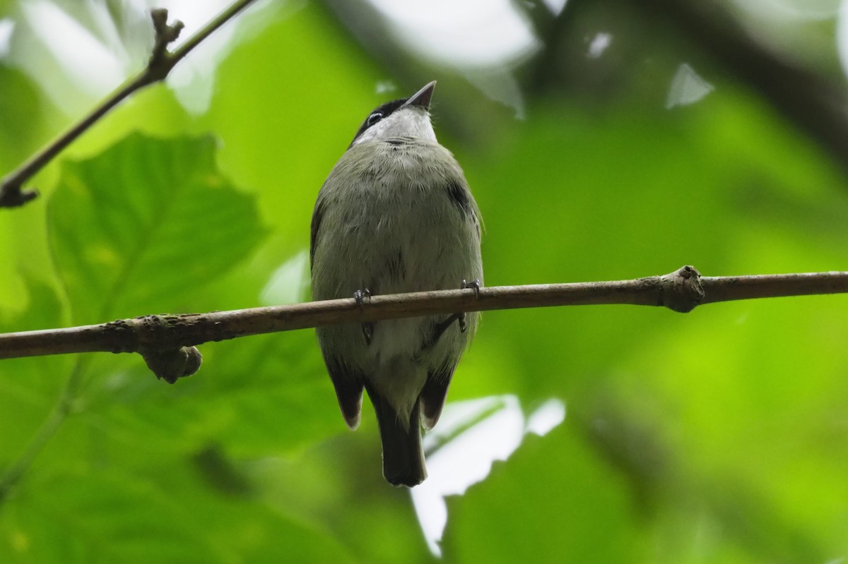 Ak Gıdılı Manakin - ML148378121