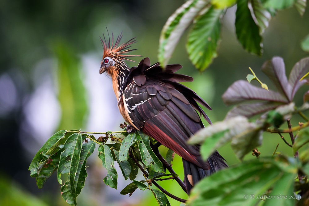 Hoatzin - ML148378411