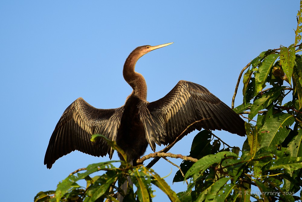 Amerika-Schlangenhalsvogel - ML148379251