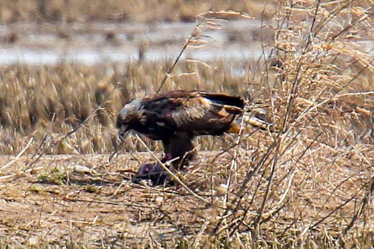 Golden Eagle - Bob Harden