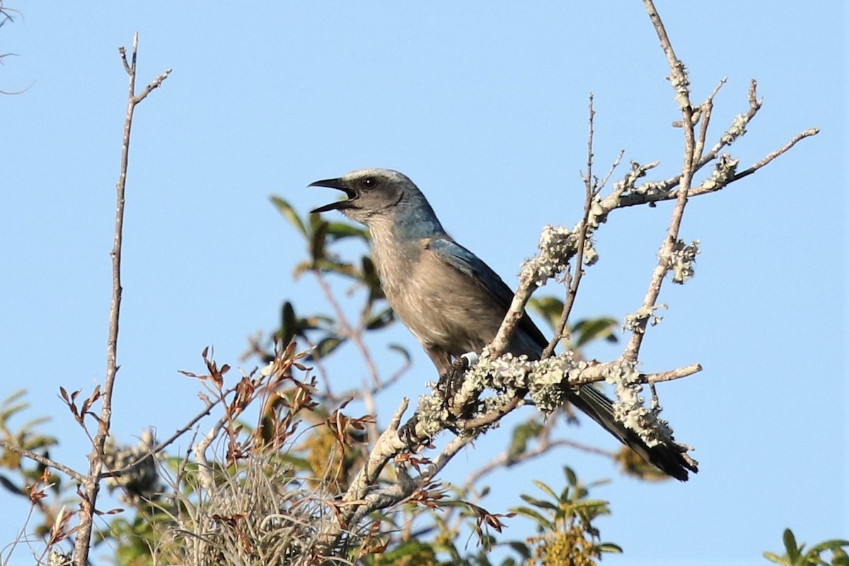 Florida Scrub-Jay - ML148379861