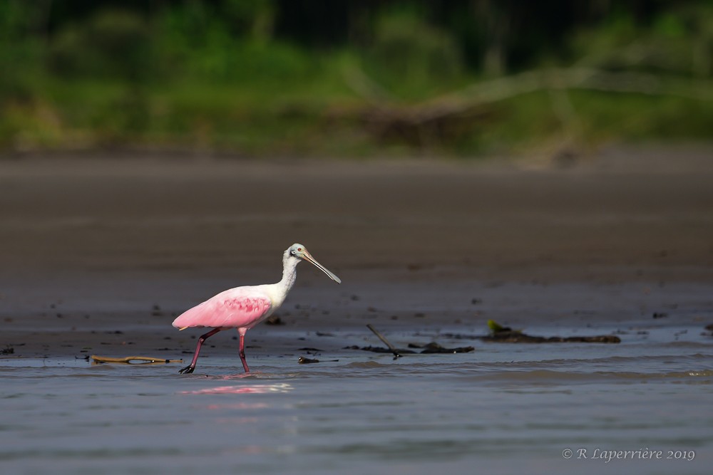 Roseate Spoonbill - René Laperrière