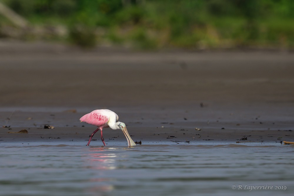 Roseate Spoonbill - René Laperrière