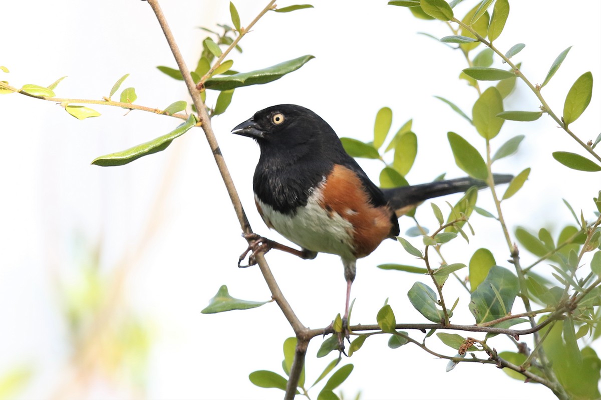 Eastern Towhee - ML148381151