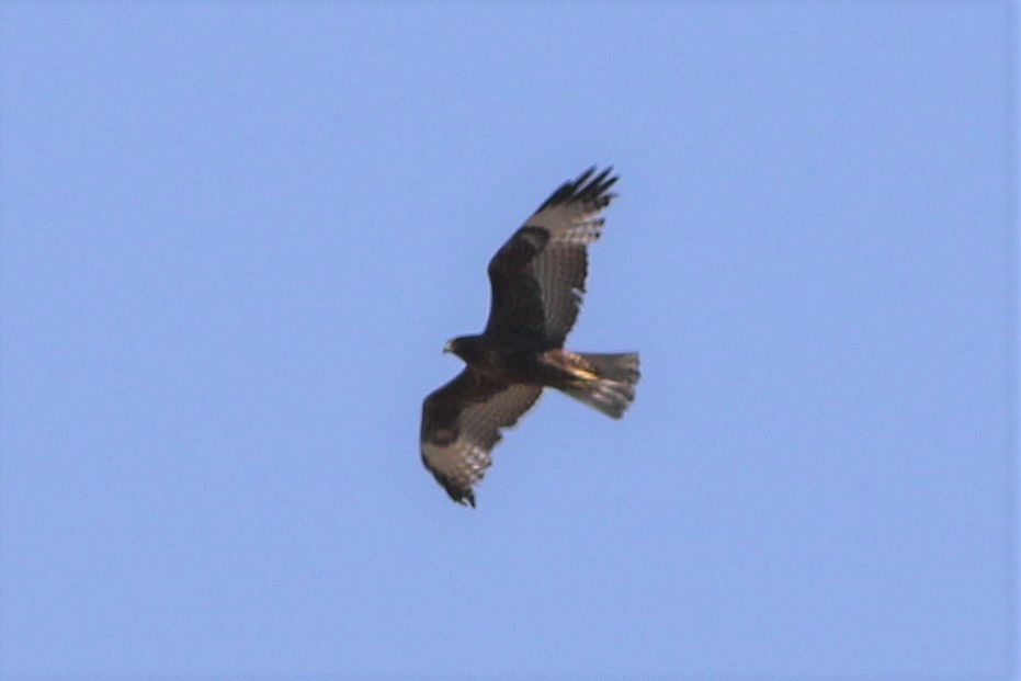 Buteo sp. - Robert McNab