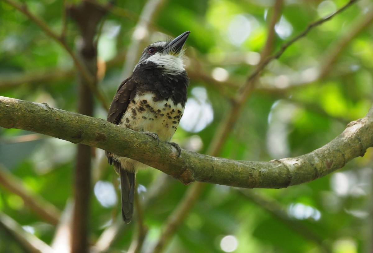 Sooty-capped Puffbird - ML148382511