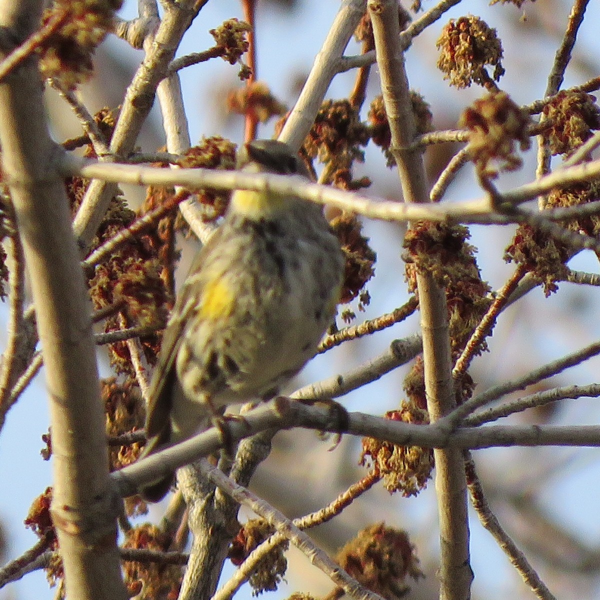 Yellow-rumped Warbler - ML148386561