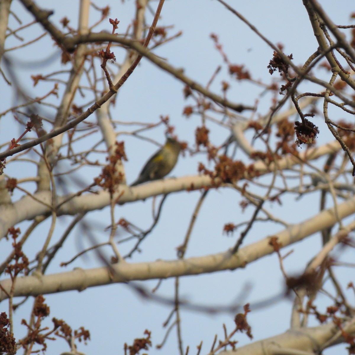 Yellow-rumped Warbler - ML148386691