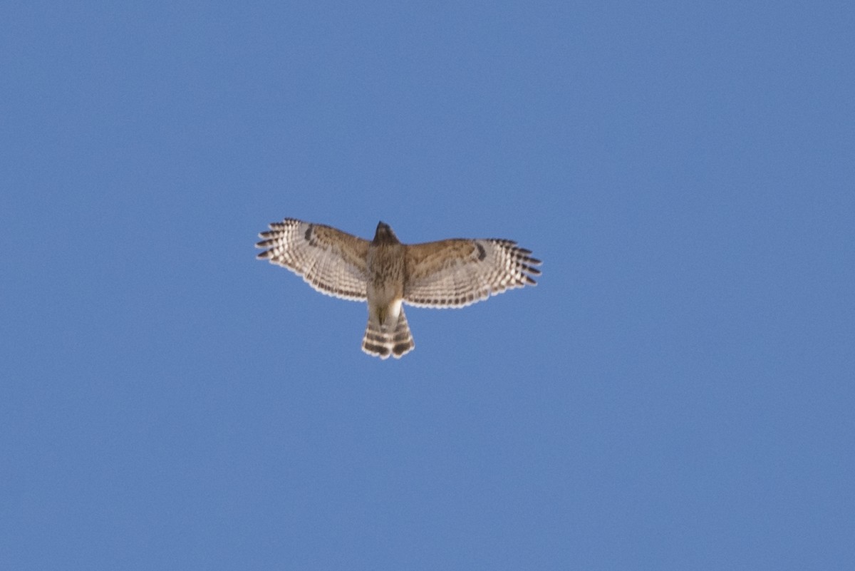 Red-shouldered Hawk - ML148386781