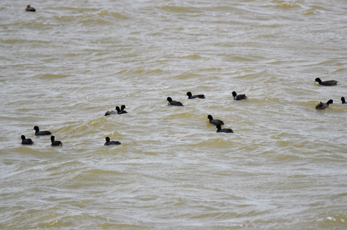 American Coot (Red-shielded) - Jeff Sexton