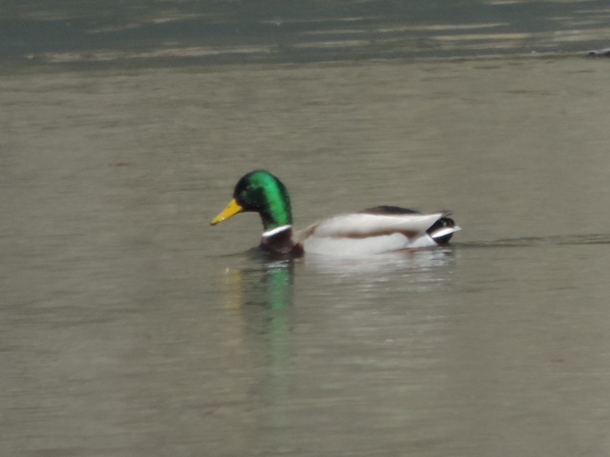 Mallard - ML148391161