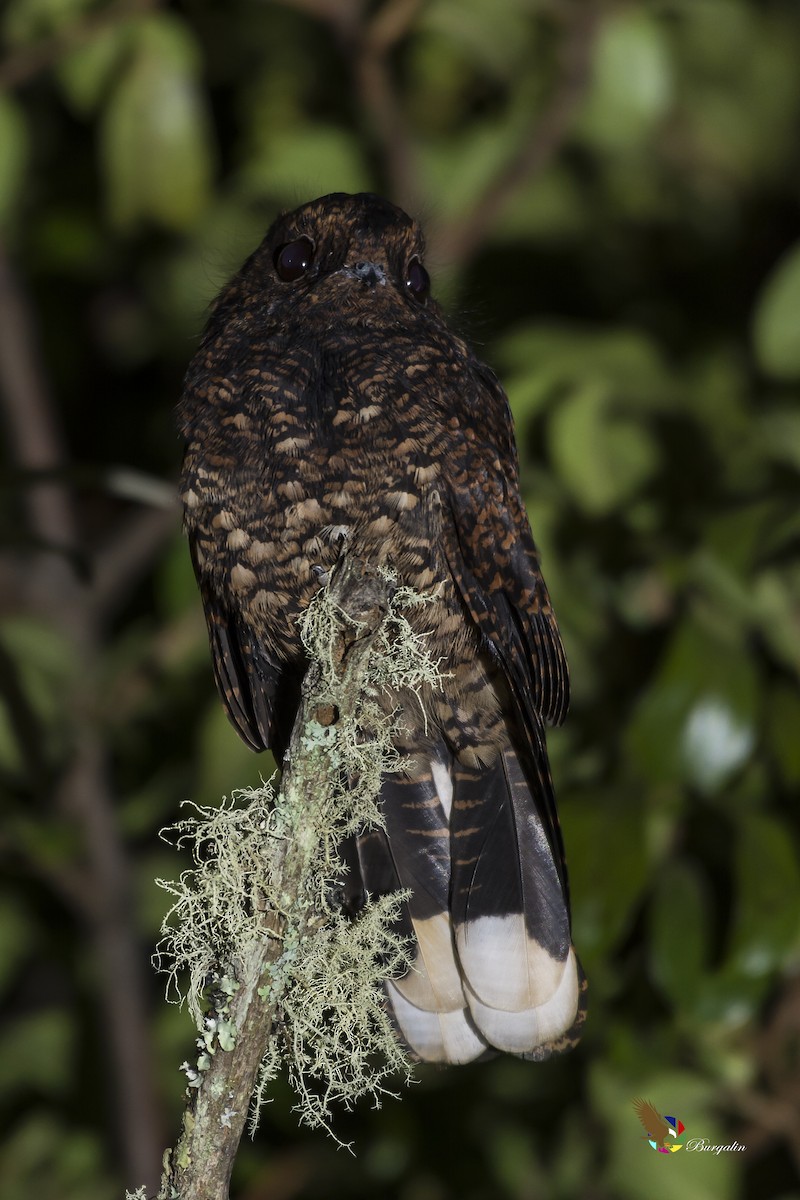 Dusky Nightjar - ML148391171