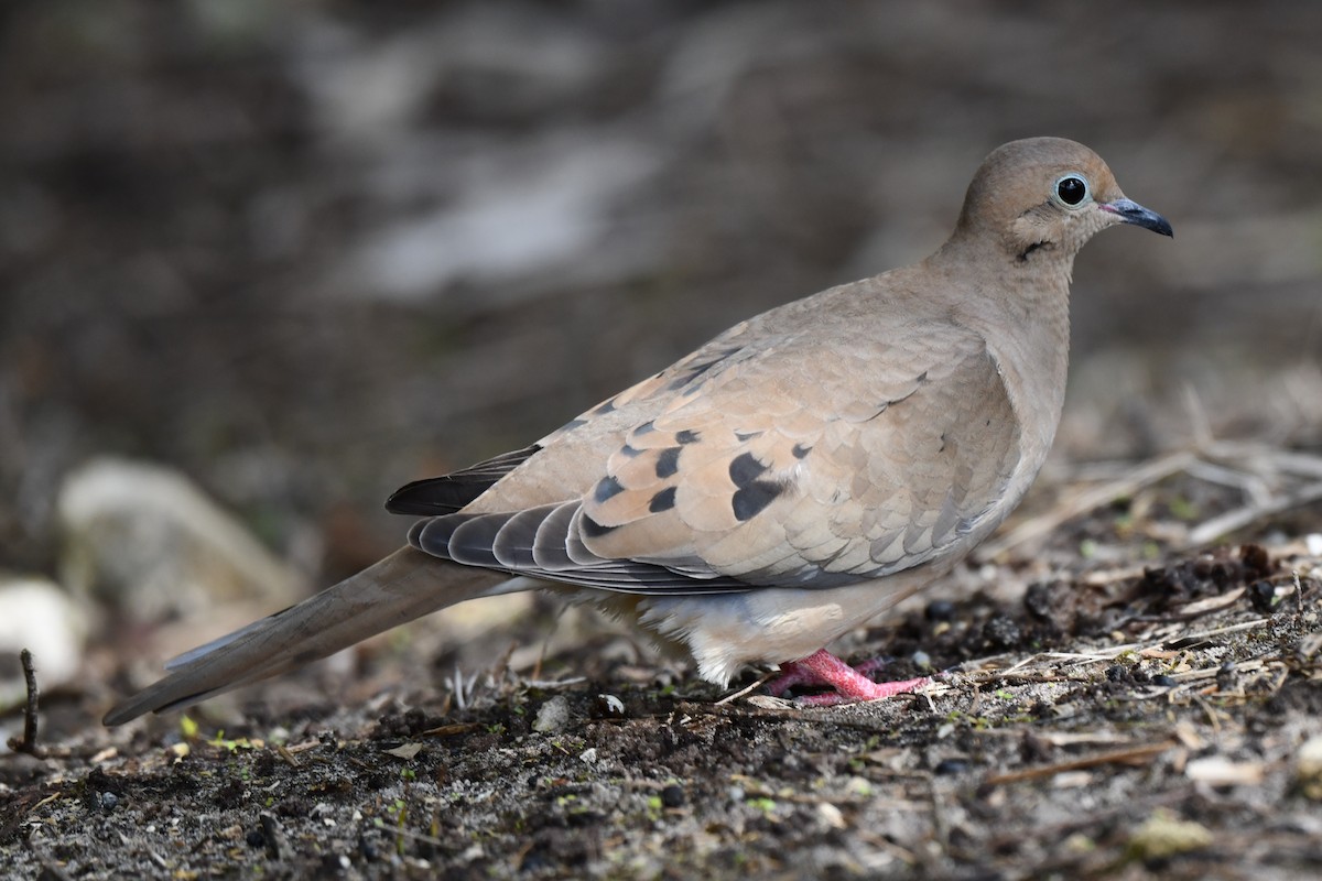 Mourning Dove - Michael Hyman