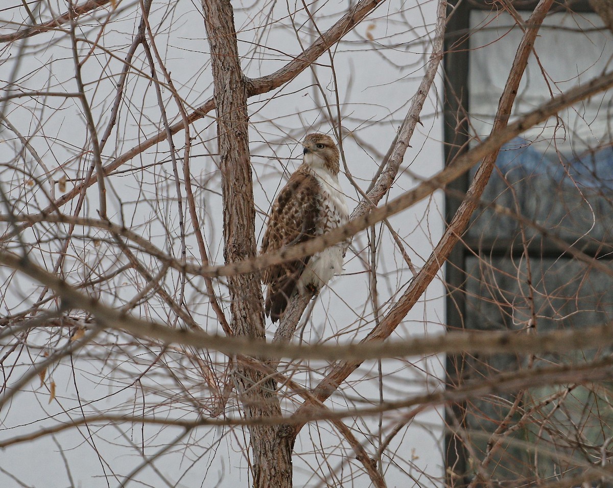Red-tailed Hawk - ML148392551