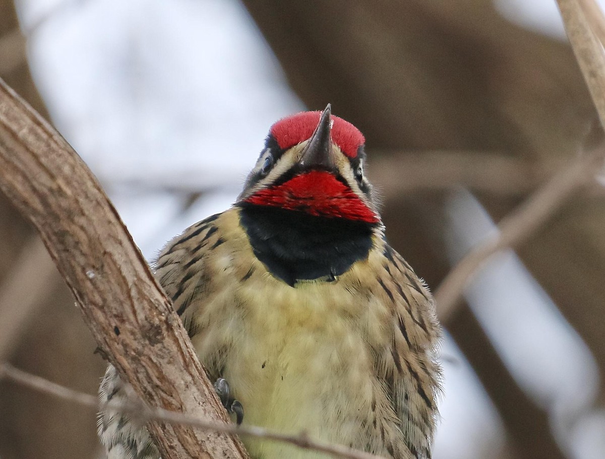 Yellow-bellied Sapsucker - ML148392651