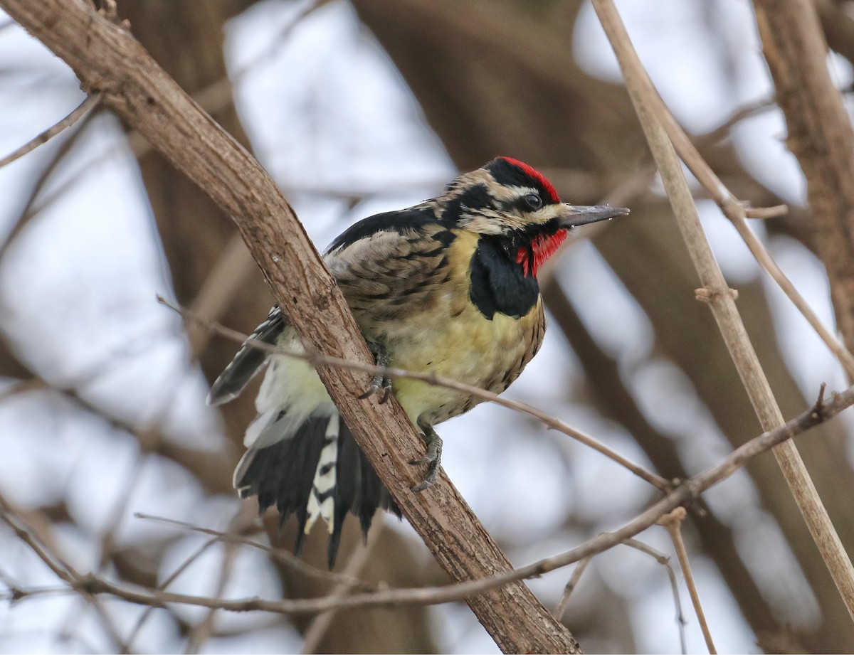 Yellow-bellied Sapsucker - ML148392681