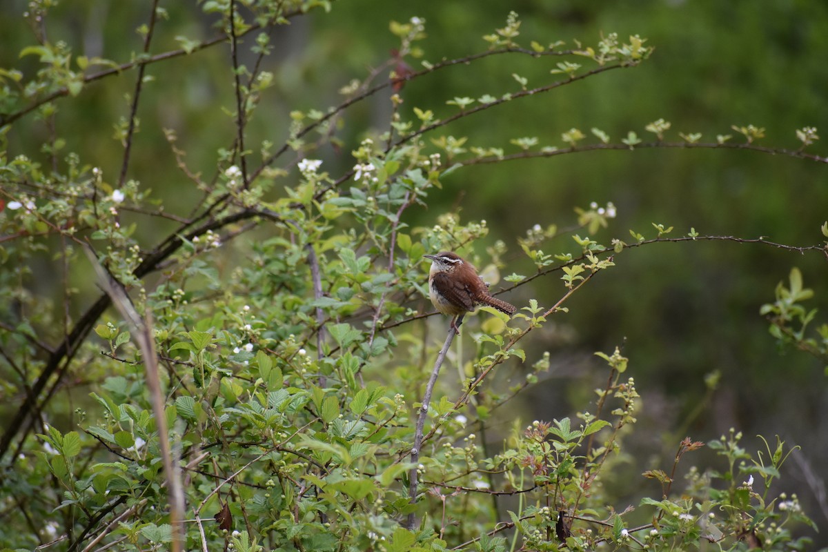 Carolina Wren - ML148395521