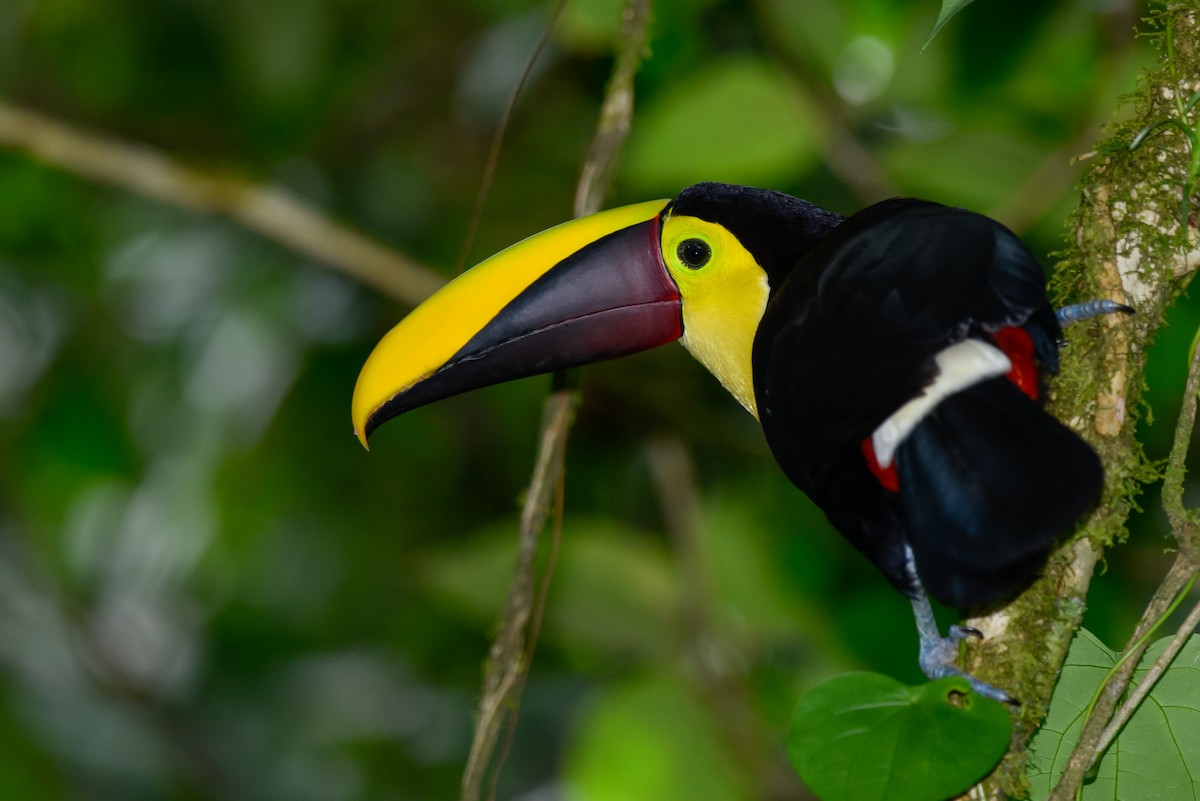 Yellow-throated Toucan - ML148397411