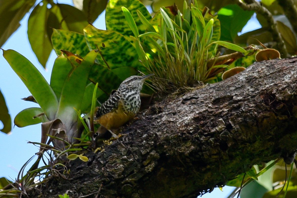 Band-backed Wren - Daniel Irons