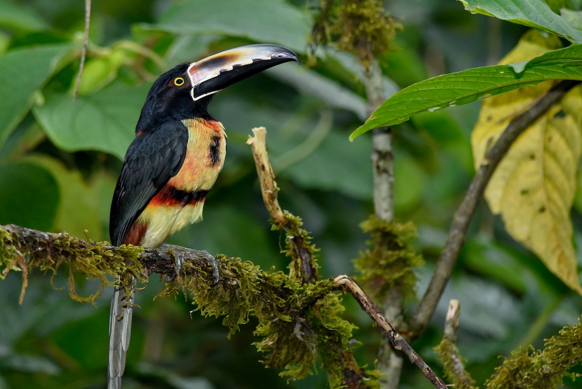 Collared Aracari - Daniel Irons