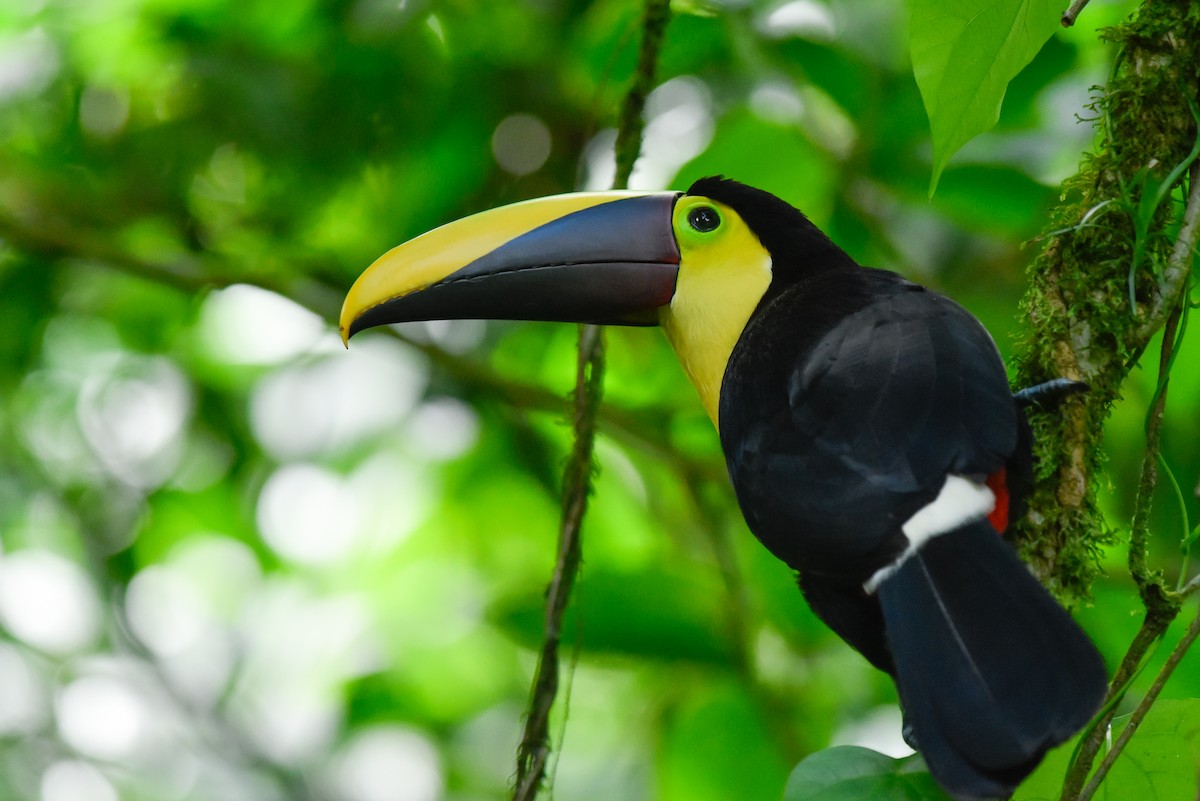 Yellow-throated Toucan - ML148398051