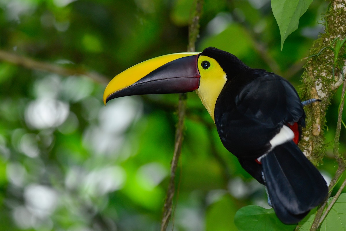 Yellow-throated Toucan - ML148398191