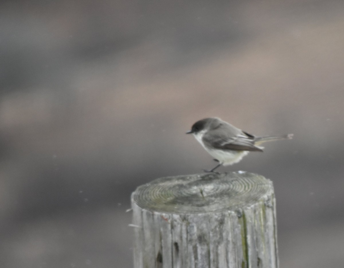Eastern Phoebe - ML148398621