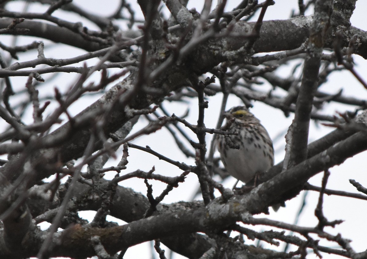Savannah Sparrow - ML148398921
