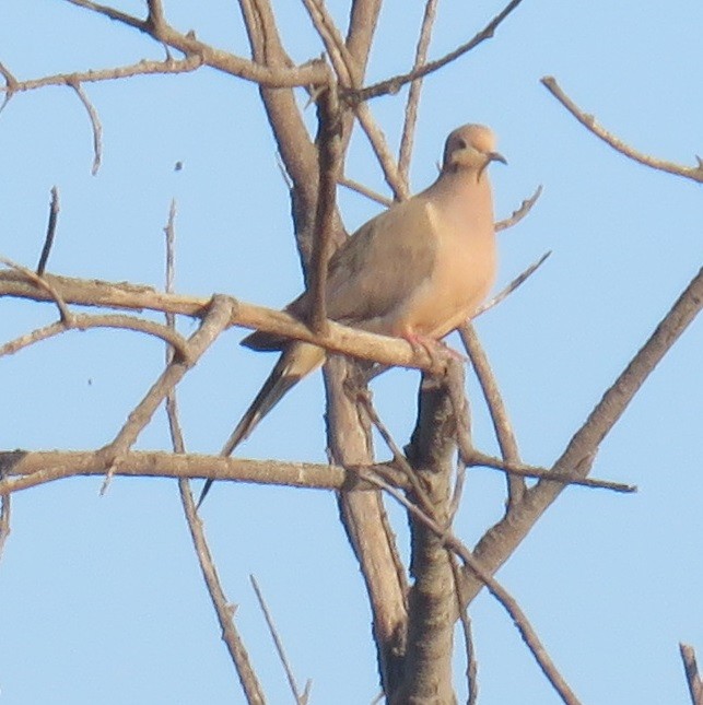 Mourning Dove - Bill Wright_cc