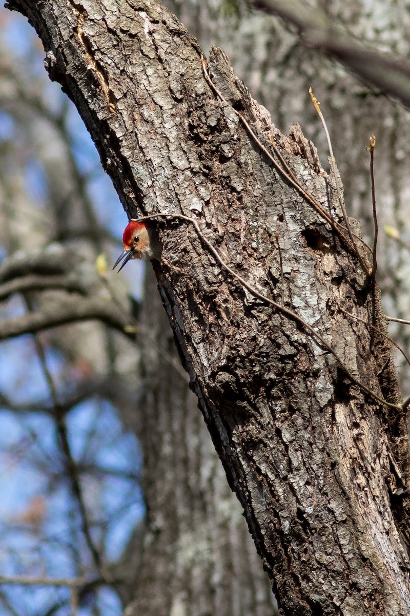 Red-bellied Woodpecker - Tom Blevins