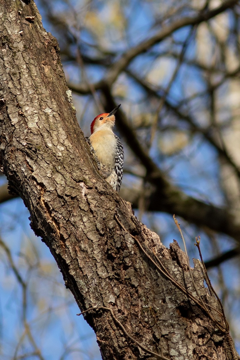 Red-bellied Woodpecker - Tom Blevins
