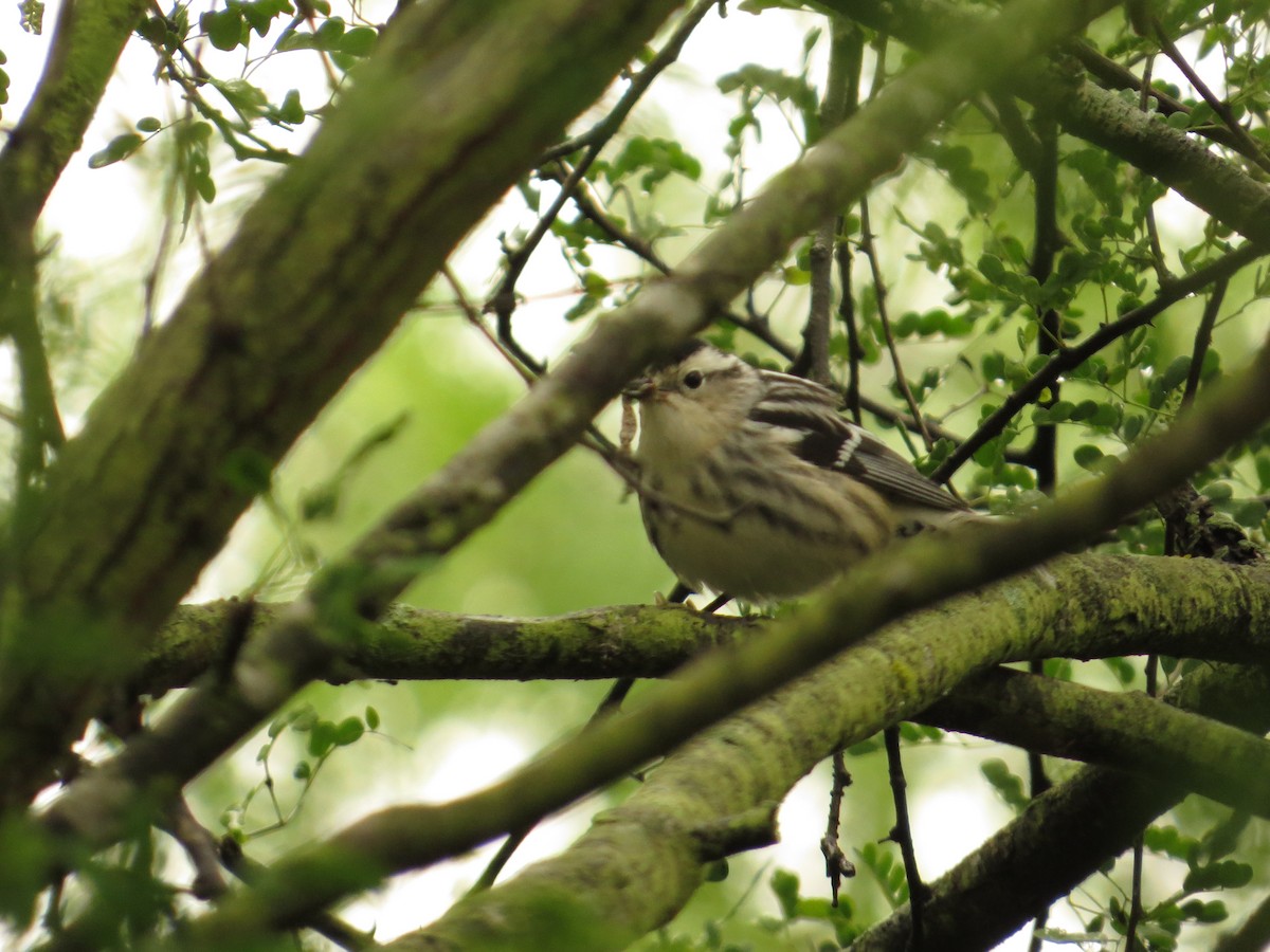 Black-and-white Warbler - ML148402711