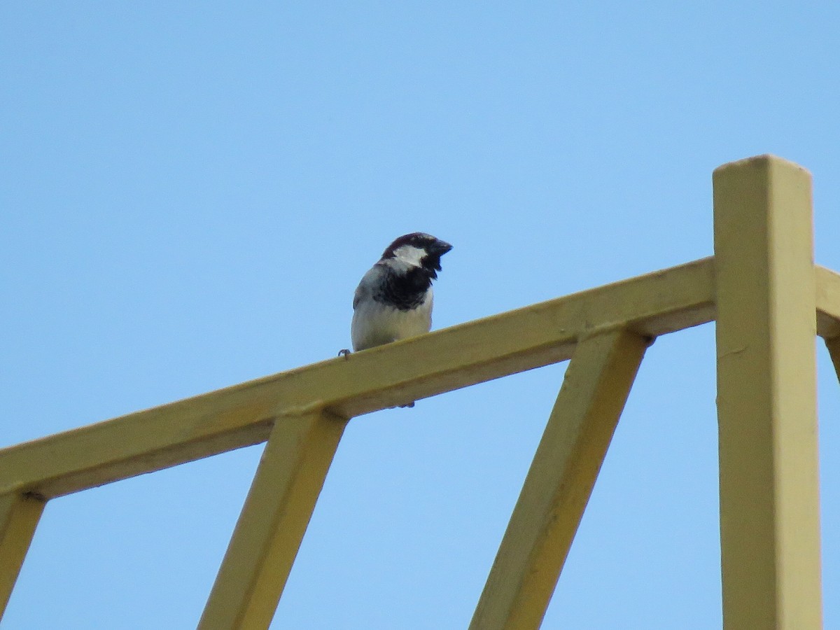 House Sparrow - ML148404231