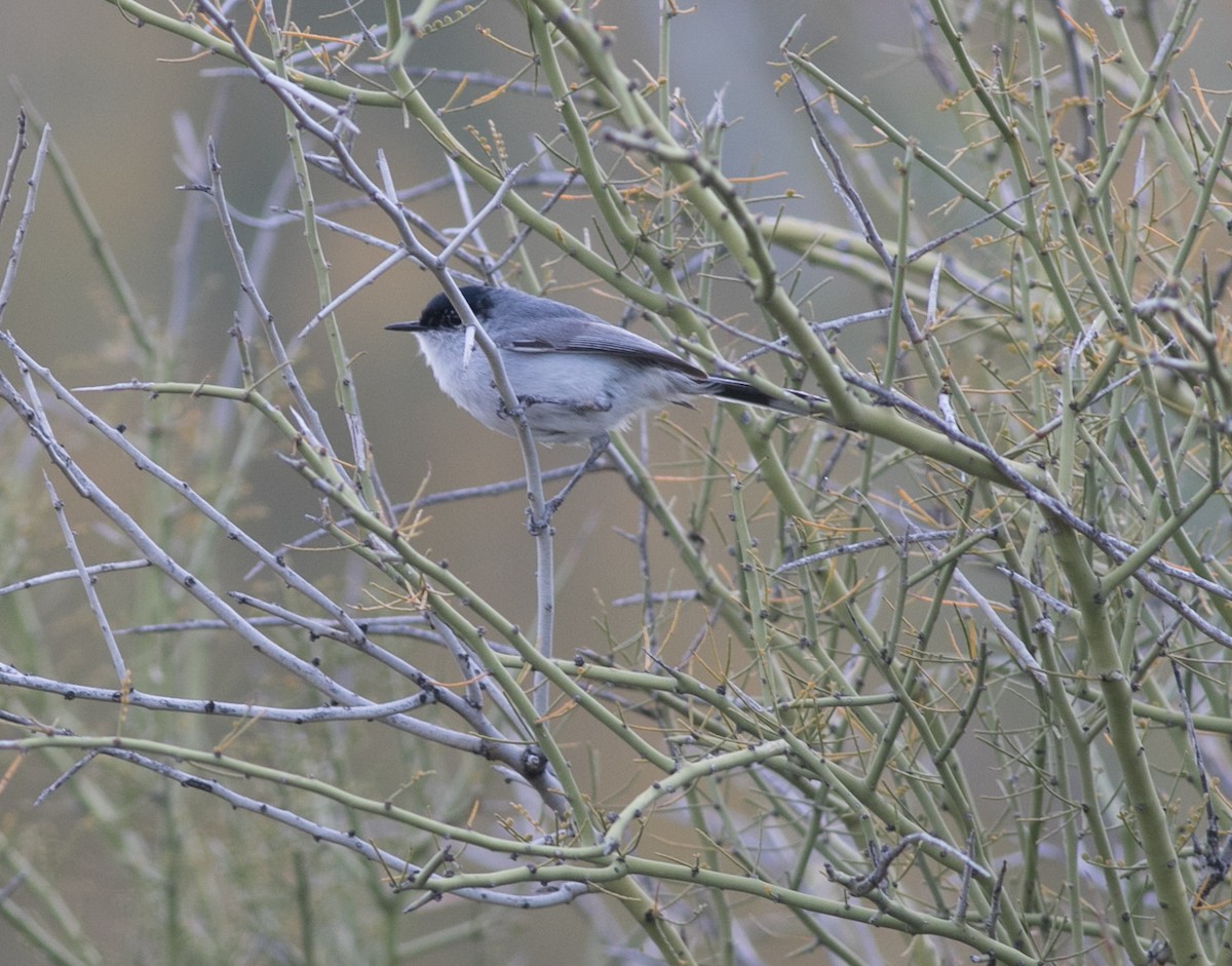 Black-tailed Gnatcatcher - ML148405091