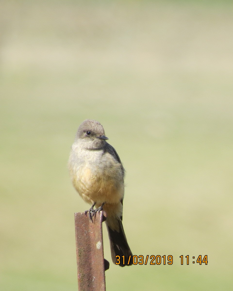 Say's Phoebe - Gary Bletsch