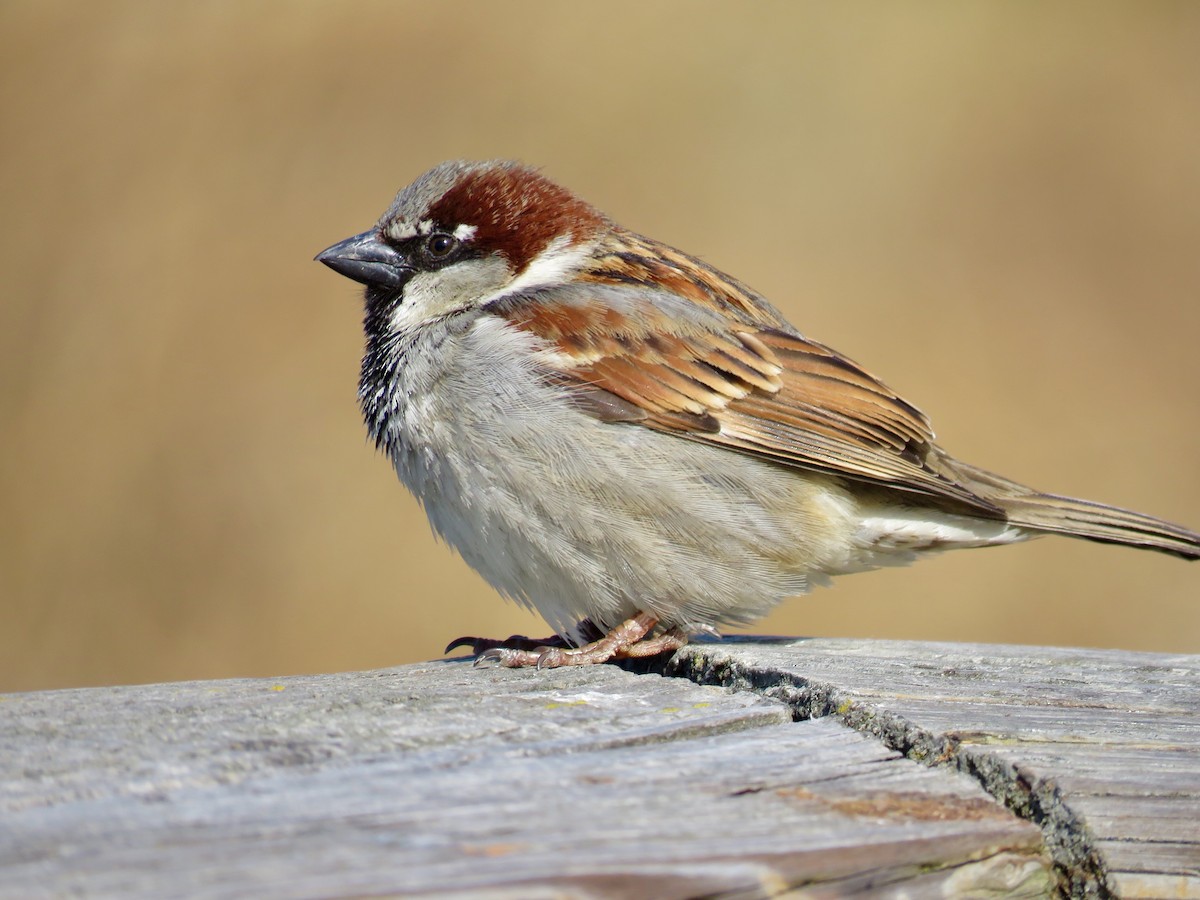 House Sparrow - Nick Swan