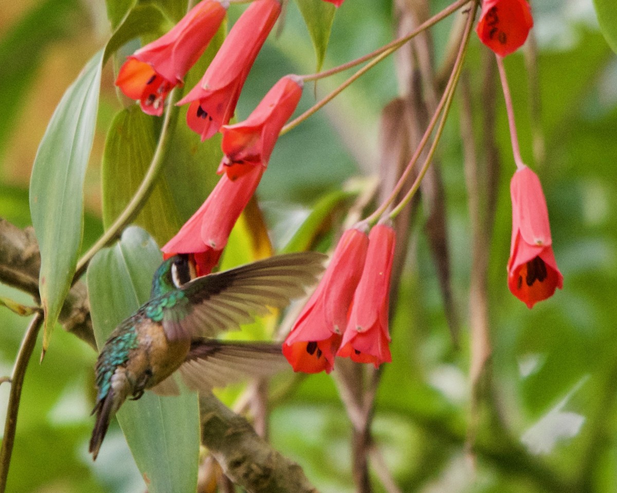 kolibřík fialovohrdlý - ML148410381