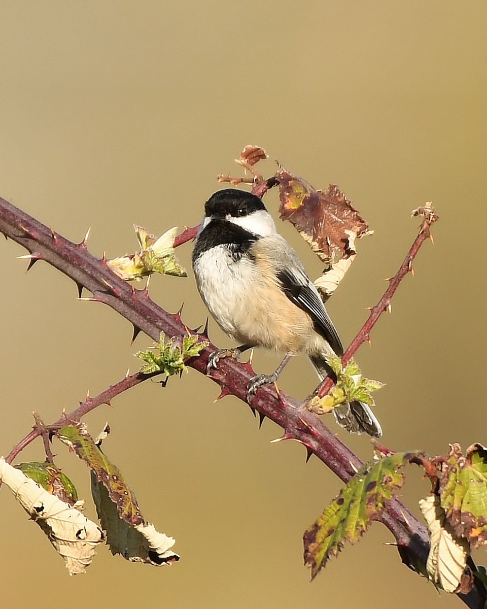 Mésange à tête noire - ML148412541