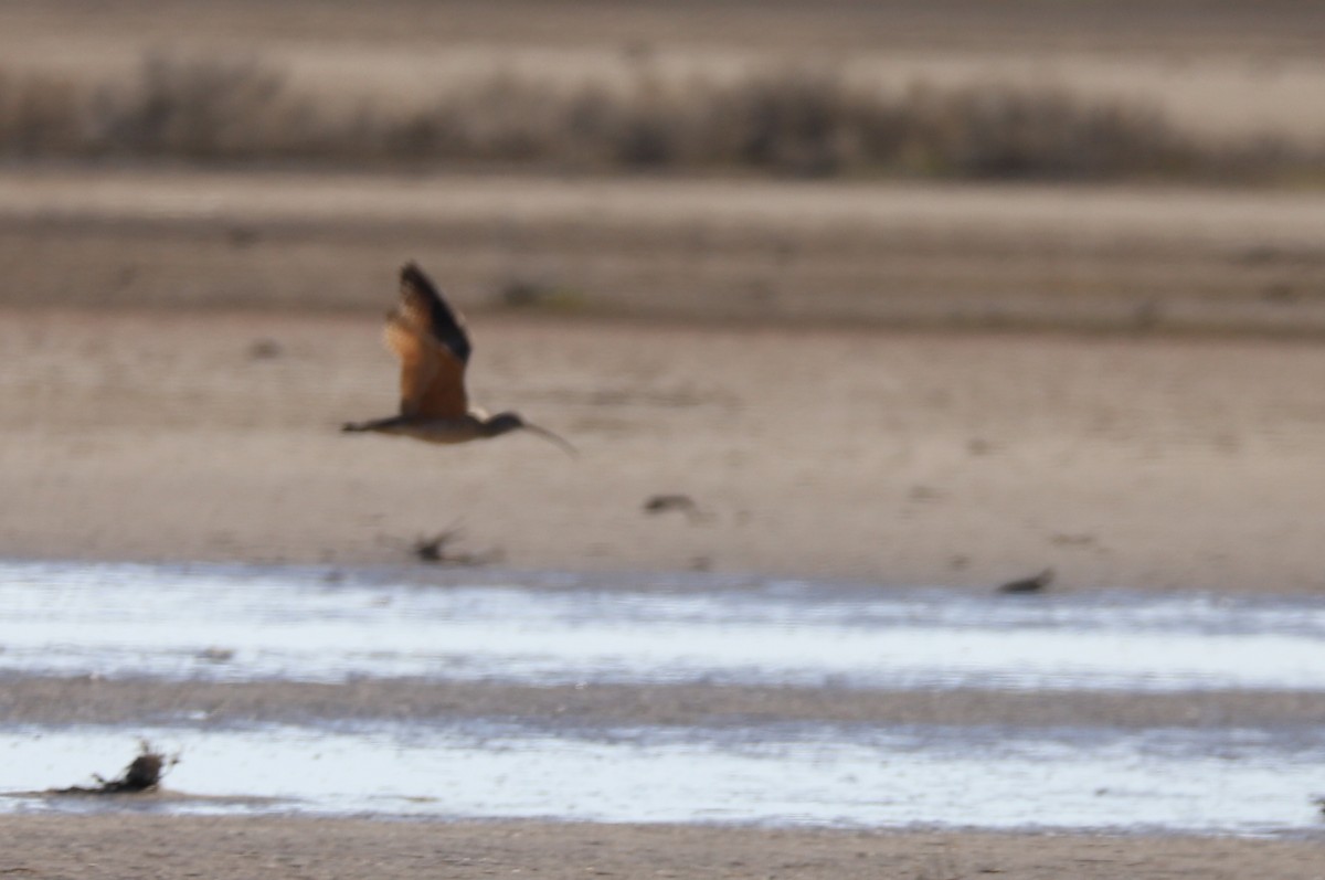 Long-billed Curlew - ML148413681