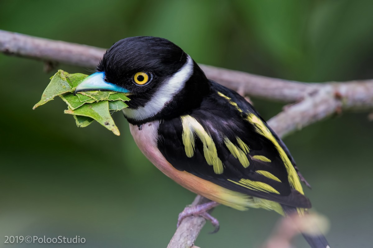 Black-and-yellow Broadbill - Wei Yan