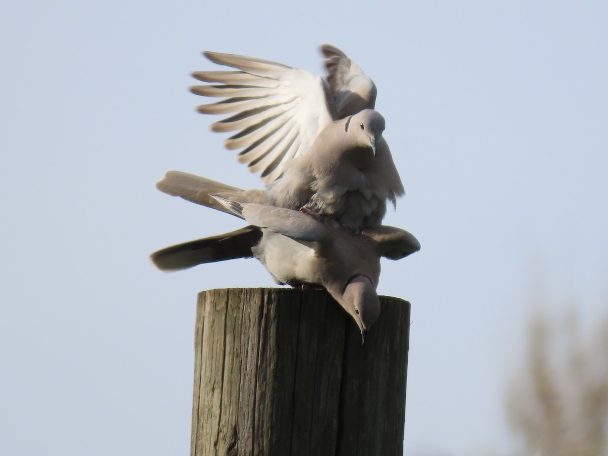Eurasian Collared-Dove - Thomas Gilg