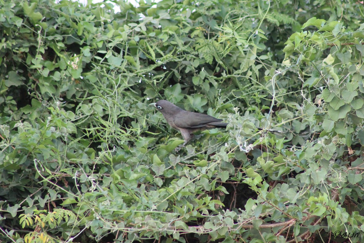 Blue-faced Malkoha - ML148417871