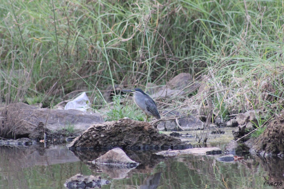 Striated Heron - ML148418151