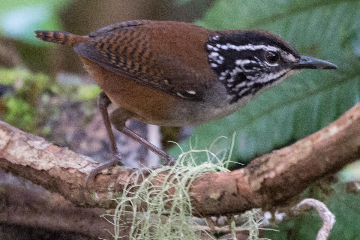 White-breasted Wood-Wren - ML148418481