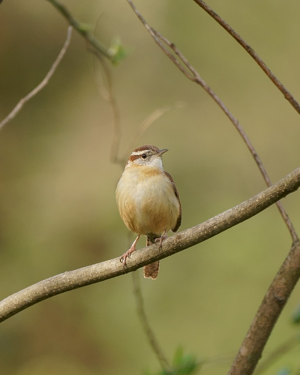 Carolina Wren - ML148418591