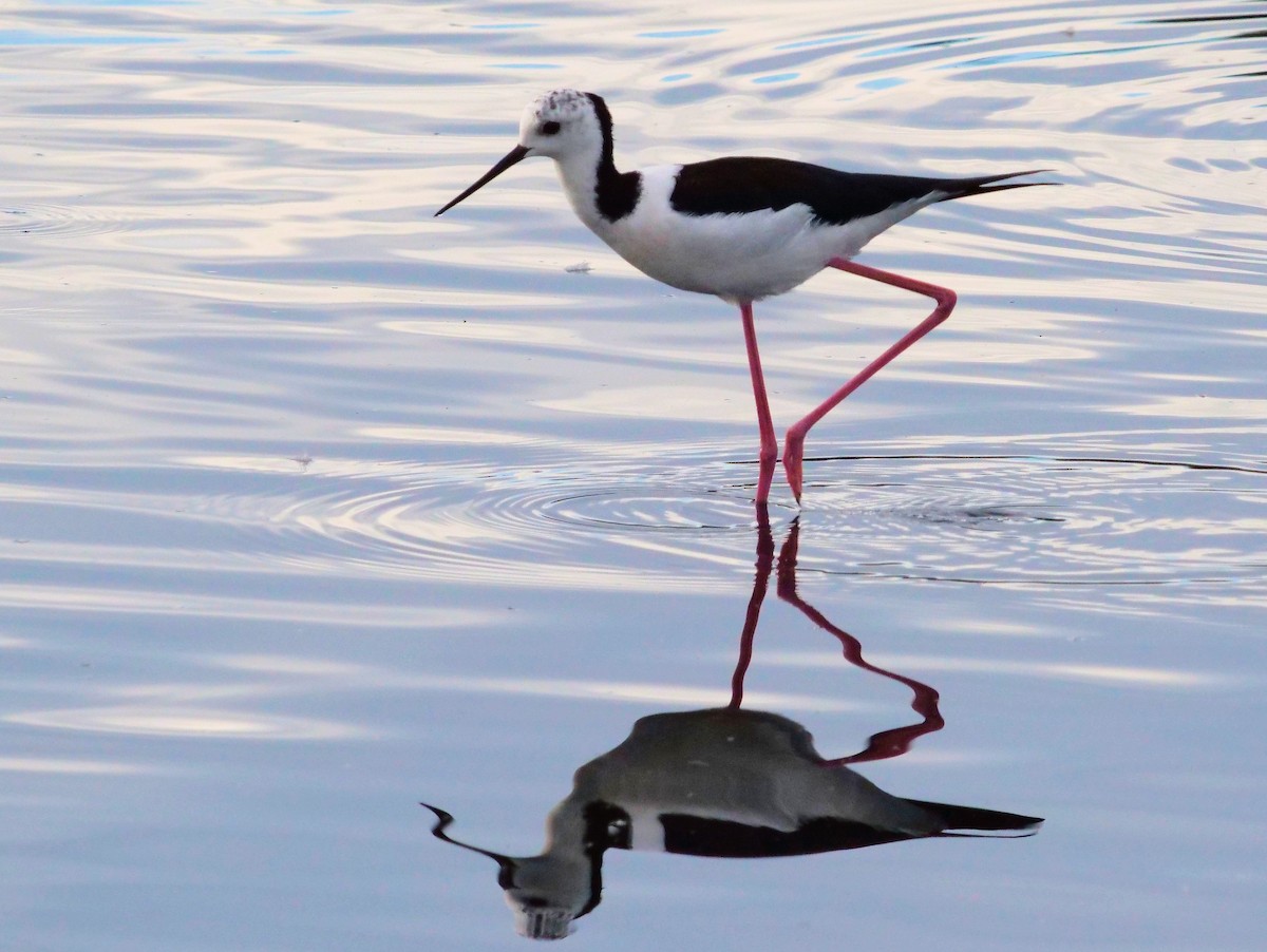 Pied Stilt - Peter Lowe